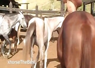 Horses getting ready to fuck makes horny zoo lover wanna join