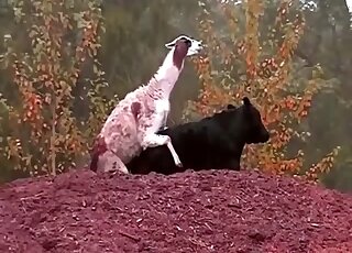Crazy zoophilia scenes when a male Lama tries to fuck a cow