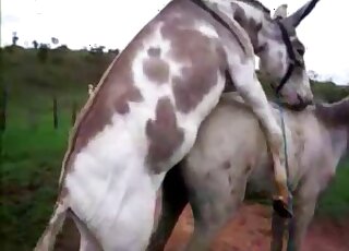 Pair of horses fuck and horny zoophilia lover drools by watching