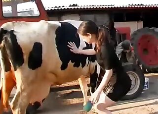 Bitch feels aroused by the cow's presence and she wants to get intimate