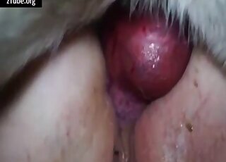 Tight brunette fucked by pair of furry dogs in amateur cam scenes
