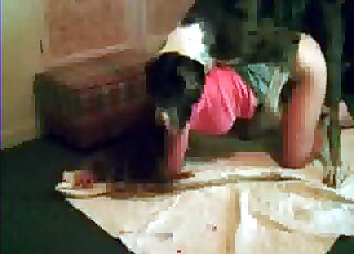Aroused dog without hesitation starts fucking zoophile bitch at home