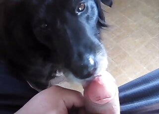 Dude's uncut cock is being pleasured by a sexy black animal here