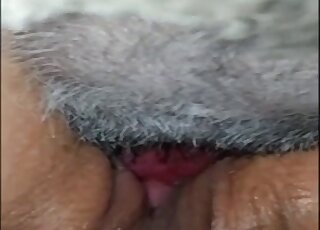 Large pussy lips showcased in a porno with a sexy animal in UHD