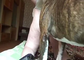 Awesome dog fuck scene with an animal that ruins horny vaginas