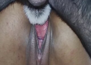 Genuinely perverse Latina lady lets black dog destroy her pussy