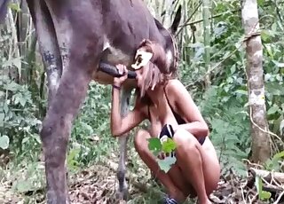 Brown stallion getting frisky with a girl that loves sucking dicks