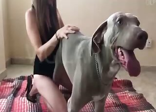 Hot lady dressed in black is taking care of this animal's hot penis