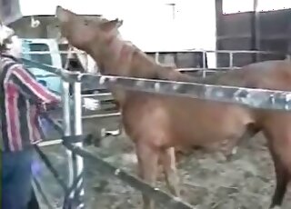 Aroused stallion bangs tight ass hole of a nasty zoophile in stables