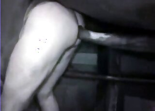 Passionate zoo porn demonstrates as zoophile gets banged by a horse