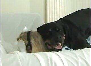 Black rottweiler dog gladly bangs wet cunt of a horny bitch in zoo porn