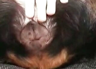 Zoophile enjoys licking pussy of a rottweiler dog in bestiality video