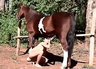 Brown stallion lets this brunette greedily suck on its huge penis