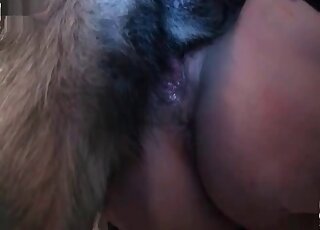 Nasty babe gives her wet shaved cunt to her dog and gets screwed