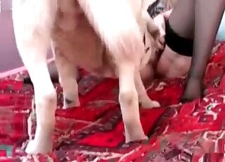 Closeup animal porn scene of a dog’s cock in a girl’s juicy twat
