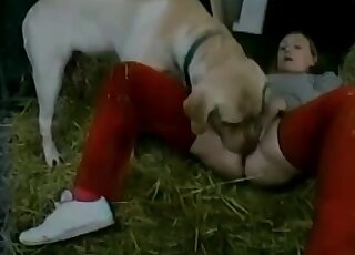 Dog licks cunt and fucks a crazy mom in a wild XXX beastiality action