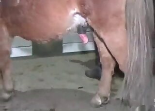 Pony quickly finds a chick’s juicy hole and fucks it deep and hard