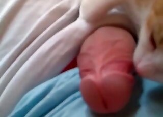 Dude lets his cat lick his big dong in a homemade zoo porn video