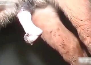 Huge stallion rams cunt of a female pervert and delivers tons of cum