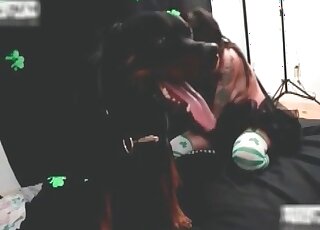 Rottweiler dog gets his dong sucked well by a crazy mature bitch