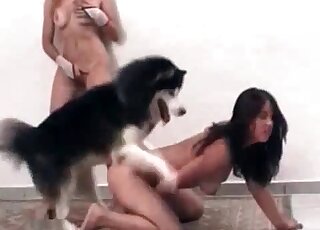 Husky licks brunette's wet pussy and fucks her with pleasure
