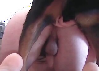 Zoophile guy lets a horny canine fuck his anal in a zoo porn video