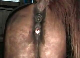 Dude fingerfucks and screws deep holes of a horse in animal porno
