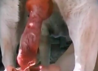 Mature bitch gets thrilled of sucking canine’s long pink cock outdoors
