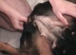 Dog licks hairy cock of a zoophile man and gets fucked severely