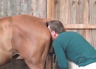 Perverted zoophile strokes and licks a horse before an intercourse