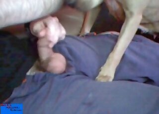Guy wanks his penis and makes his horny dog suck it as well
