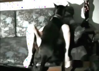 Black canine drills amazing cunt of a hot MILF and wags its tail