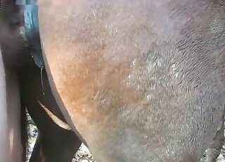 Skilled zoophile sticks his cock into a horse’s deep hole for a hot bang