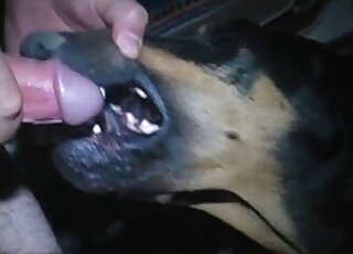 Brave zoophile stuffs mouth of his dog with his throbbing cock