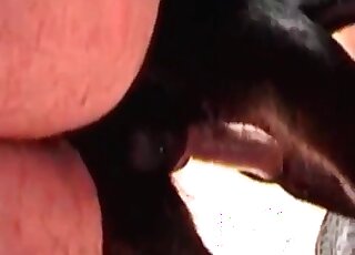Nasty dude fists his dog and inserts his hairy dick inside the animal