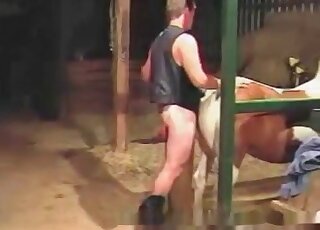 Horse endures thick throbbing penis of a wild zoophile dude