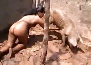 Sexy pig porn movie showing a brunette that teases the creature