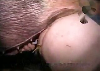 Pig fuck scene showing a round zoophilic booty and a tight hole
