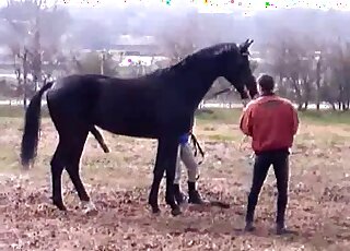 Horny black stallion teasing in a porn video with closeted zoophiles
