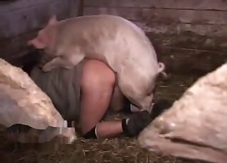 Attractive white pig fucks a large-assed zoophile in a twisted vid