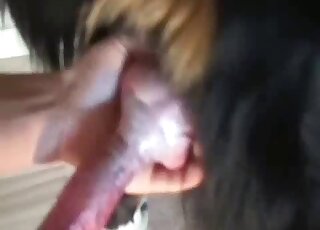 Dude's handjob skills are unmatched as he jerks a dog's cock in POV