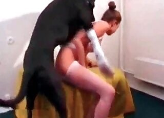 Big black dog takes hot chick in white stockings from behind