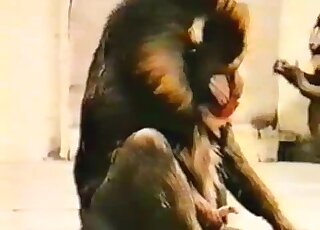 Ape foreplay fucking captured in a vintage zoophile porno here