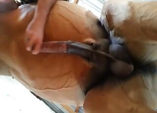 Creative camera angles for a horsecock handjob in a zoo porn video