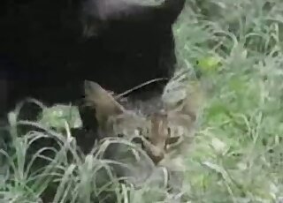 Outdoor sex with black cat and other cat that looks very horny
