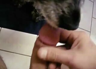 Dude's cock gets pleasured in POV by a sexy black dog that sucks
