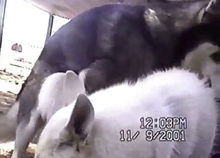 Dog inserting its penis in a tight animal hole in an outdoor video