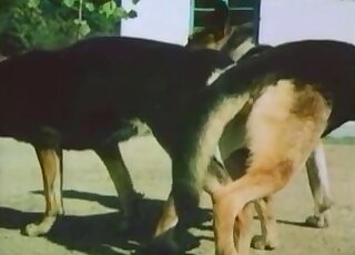 Animal fucking scene with a very sexy dog that gets fucked deeply