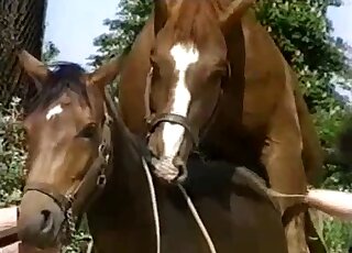 Two brown horses enjoying outdoor fucking in a crazy outdoor porno