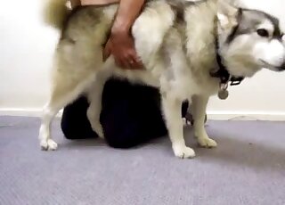 White dog getting its dick jerked on the floor by a very horny man